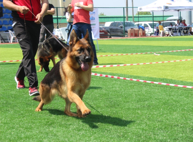 Kocaeli’de Alman Çoban Köpekleri Güzellikleriyle Yarıştı