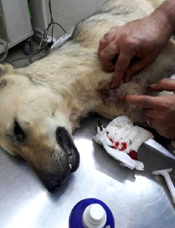Kocaeli’de Tavuklarına Saldırdığı için Köpeği Öldüren Müezzin Gözaltına Alındı