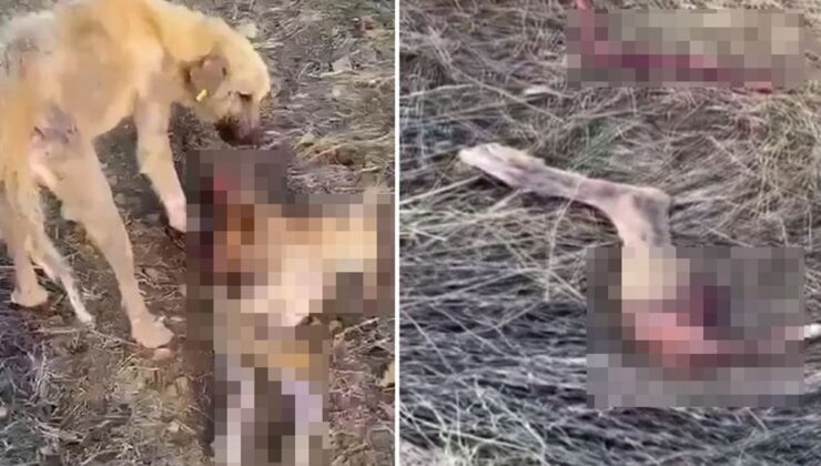 Dinar Belediyesi’nin barınağında aç kalan köpekler birbirini yedi